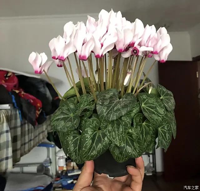 铁树盆栽有毒：真相与养护指南