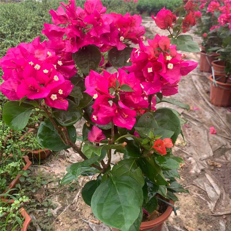佛手掌怎样扦插 - 植物养殖园丁攻略
