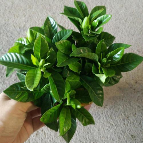 火龙果种植盆栽：家庭园艺新宠