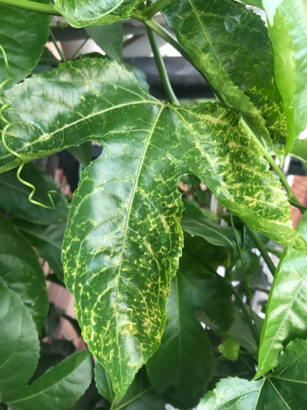 盆栽绿萝能水培吗？探索水培绿萝的奥秘