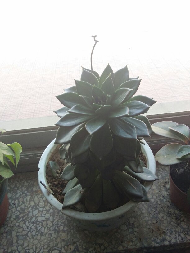 菠萝怎么种盆栽：家庭种植指南