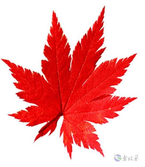 芒果盆栽种植方法视频：带你轻松入门