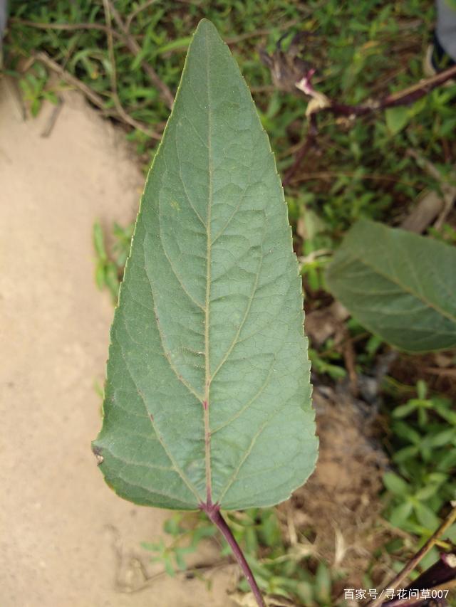柠檬的扦插种植方法