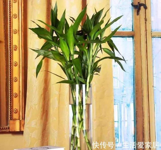 彼岸花球根的养殖方法