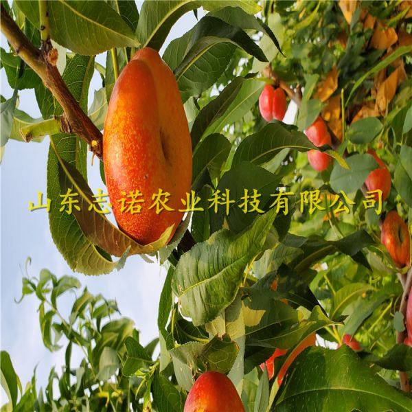 绿萝的扦插瓶子：打造绿色氧吧的简易指南