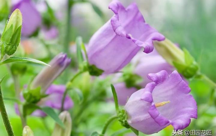 雏菊播种方法：让您的花园绽放色彩斑斓