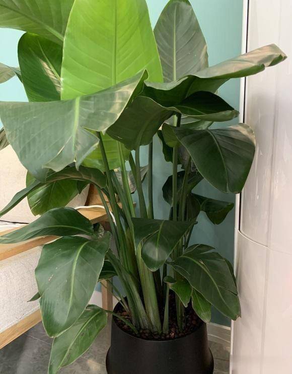 油茶树种植方法：掌握要领，实现高效栽培