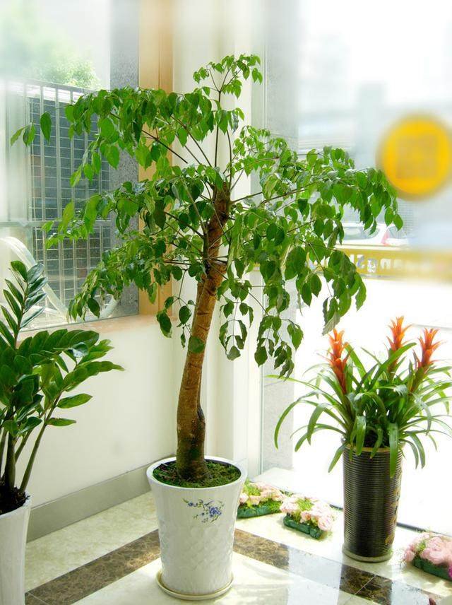 迎春花繁殖方法：让你的花园春意盎然
