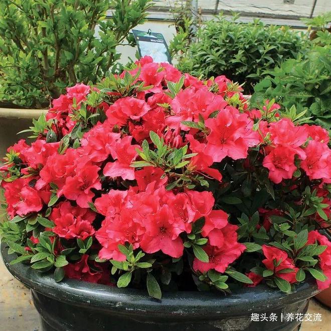 铁线莲嫩枝扦插：掌握技巧，繁殖新生命