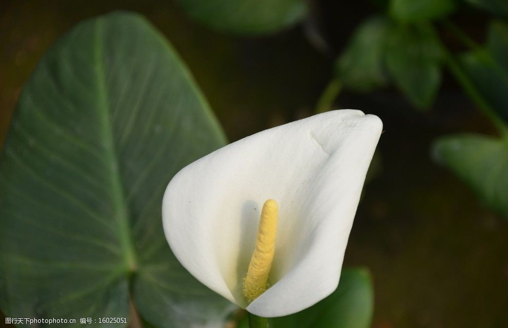 # 桂圆种子怎么种植方法：培育美味果实的秘密