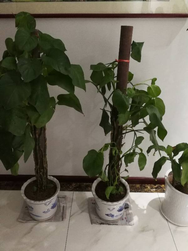 月季花怎样施肥方法：打造繁花似锦的园艺佳作