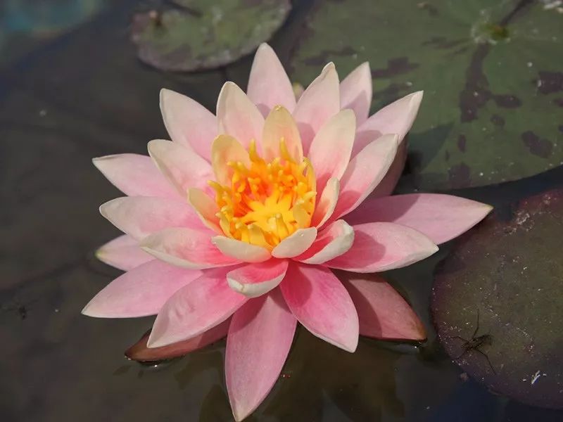 介王方法：植物养殖新策略