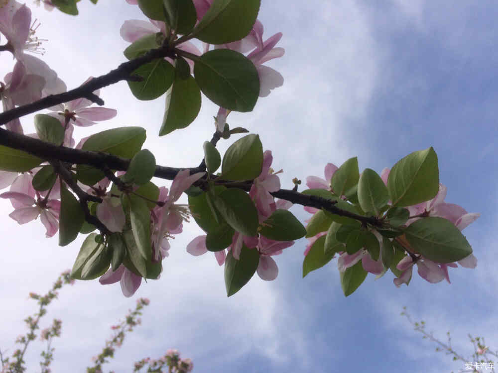 小葫芦的种植方法视频：掌握技巧，轻松种植