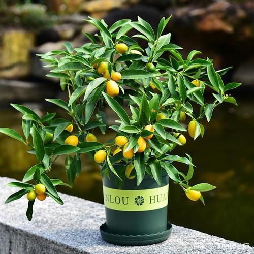 怎么种植芒果盆栽 - 植物养殖指南