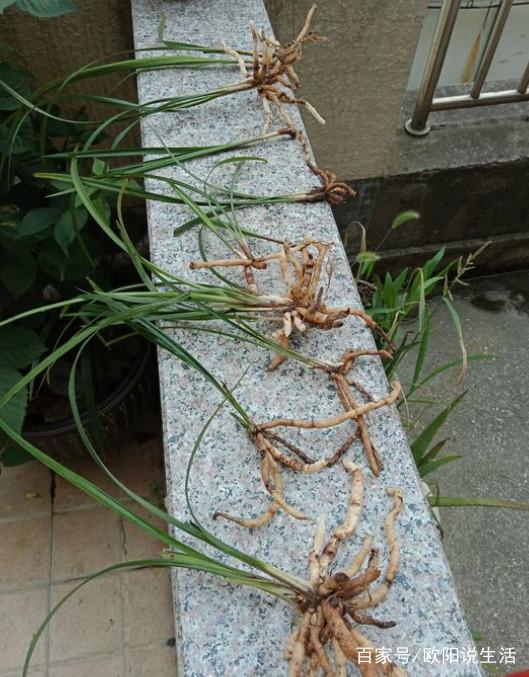 枣树扦插技术视频：掌握高效繁殖秘诀
