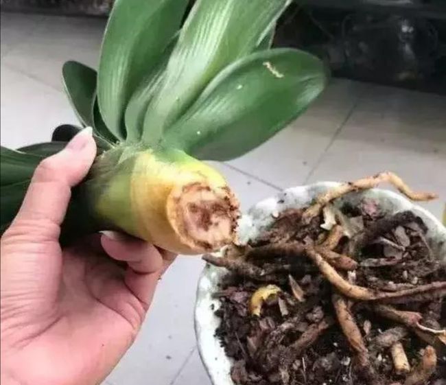 木槿的养殖方法：打造美丽的花园亮点