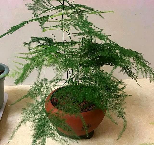 杉木新蜂箱去味方法：让蜜蜂安心入住的新策略