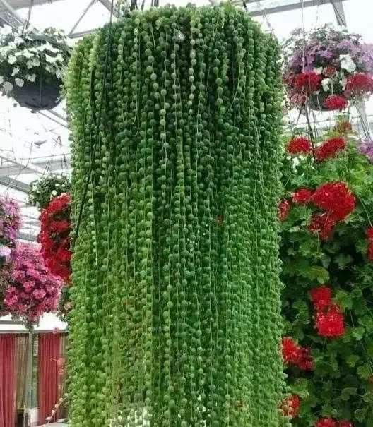 ### 杏鲍菇种植方法：掌握技巧，实现高效栽培