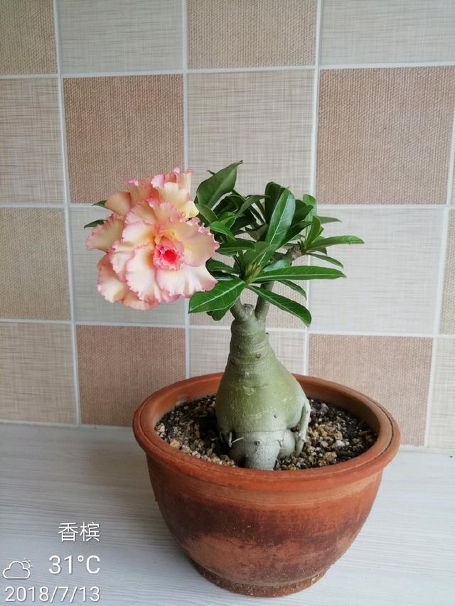 盆栽西红柿苗图片大全：探索家庭种植的魅力