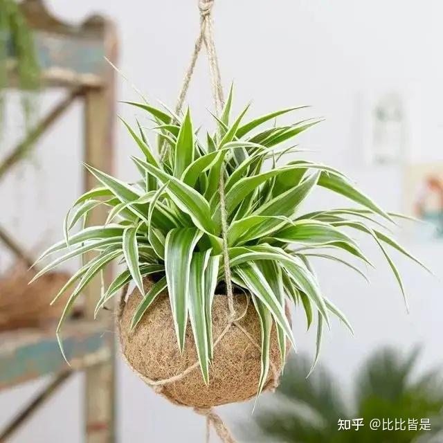 种菠萝盆栽成熟：掌握技巧，轻松在家收获甜蜜果实