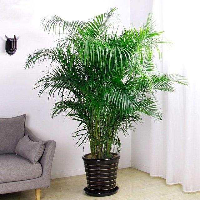 草莓苗种植方法视频：轻松掌握草莓种植技巧