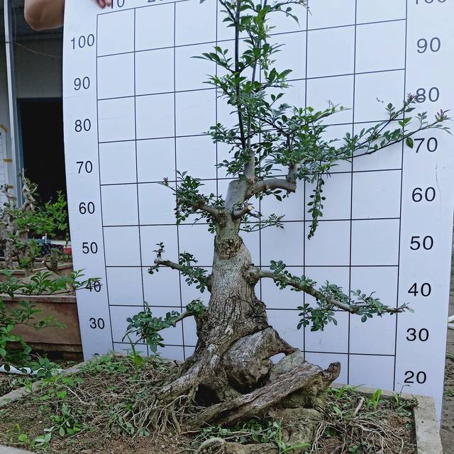 铜钱草盆栽：养殖技巧与观赏价值