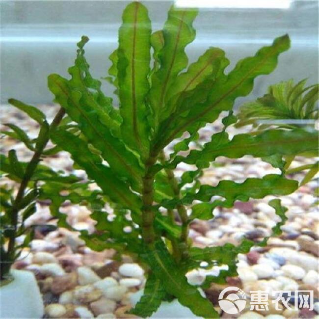 盆栽茶花：打造家中美丽风景线