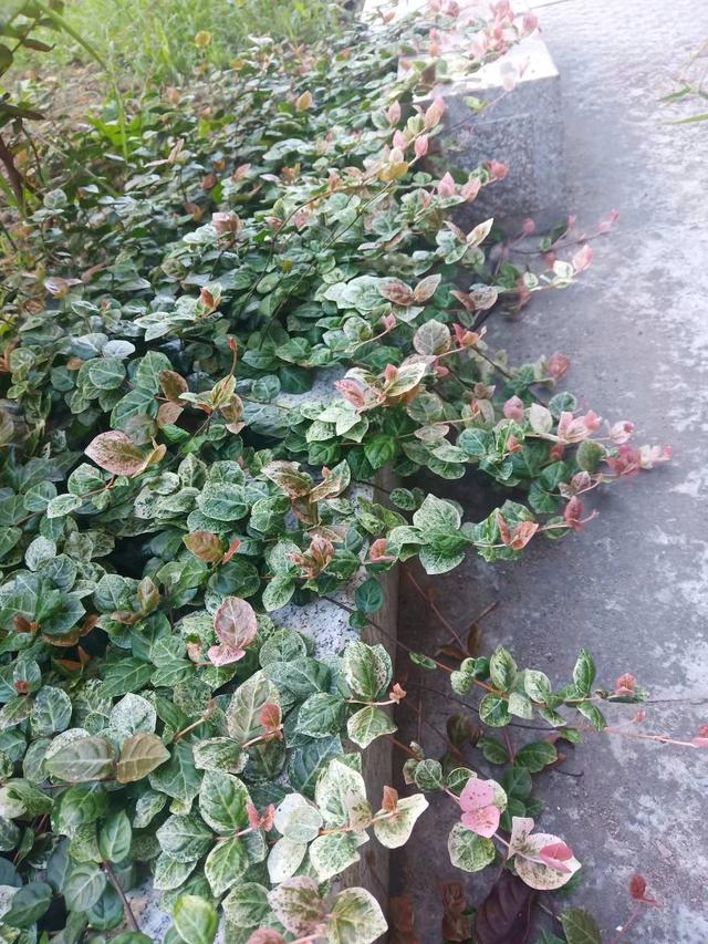 令箭荷花扦插倒插：探索独特的繁殖技巧