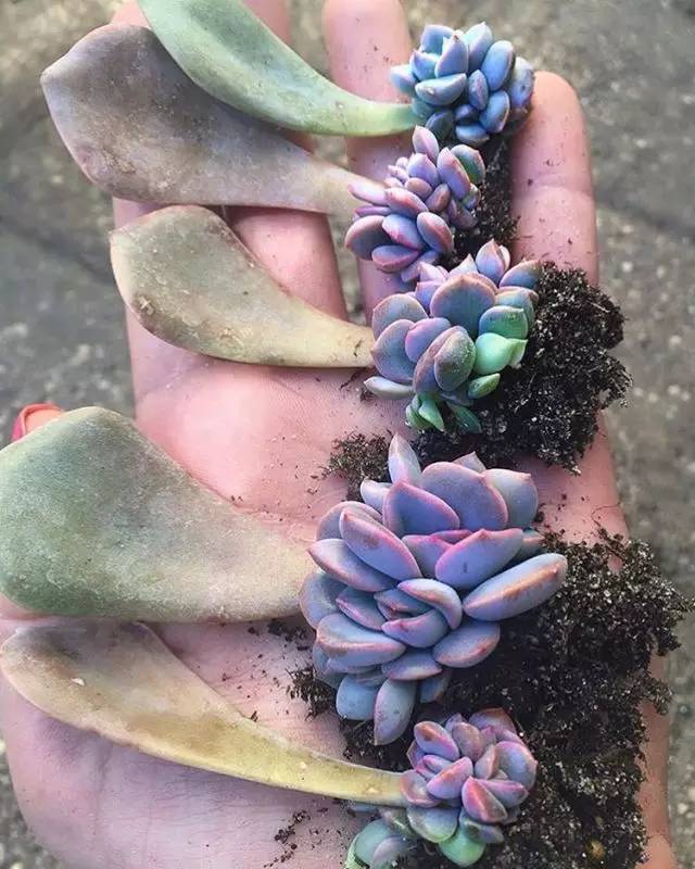 柿子树能扦插吗？揭开柿子繁殖的秘密