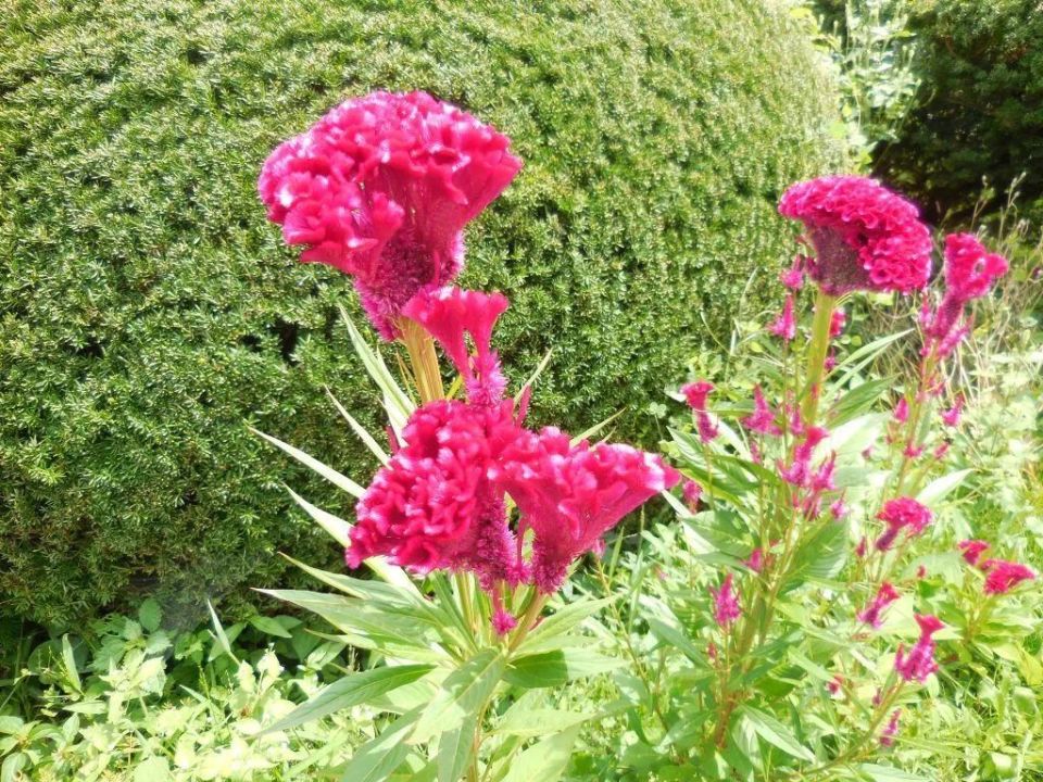 各种花卉扦插大全：养花达人的必备指南