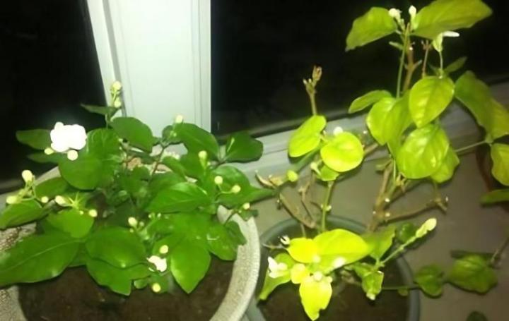 鳞片扦插：植物繁殖新技巧揭秘