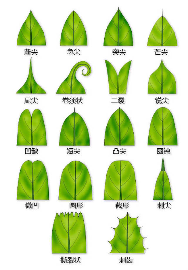 # 莲藕怎么种植方法：掌握关键技术，收获鲜美莲藕
