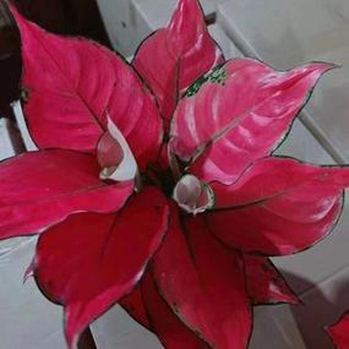 地瓜怎么种植方法如下