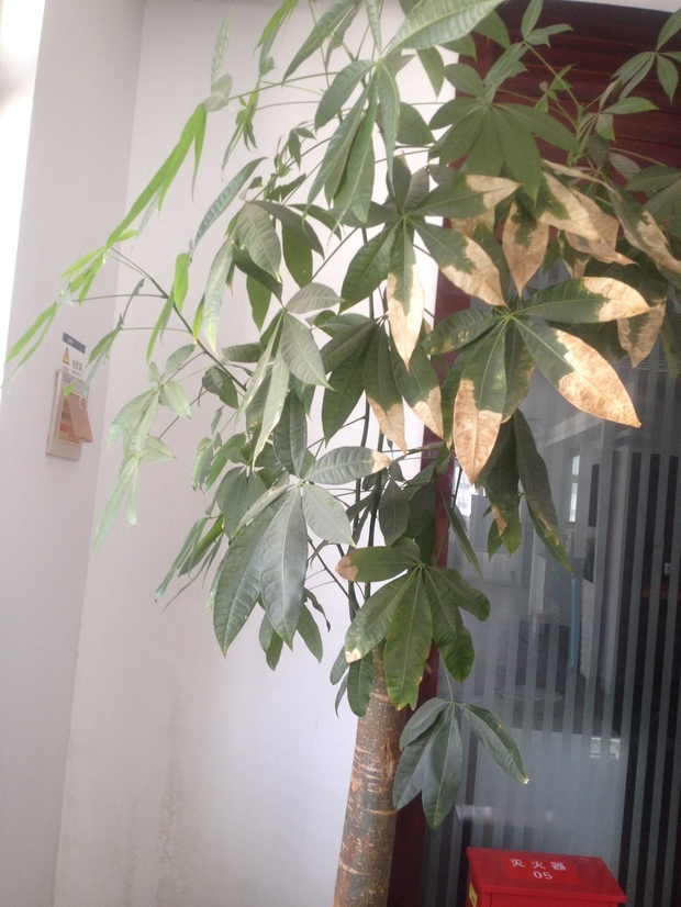 蜂花粉食用方法：健康养生的美味选择