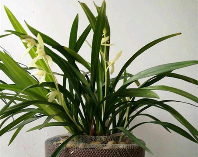 盆栽大丽花苗选择指南：哪些品种更适合盆栽养殖