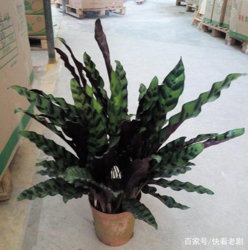 盆栽花的栽培：打造绿色生活空间的指南