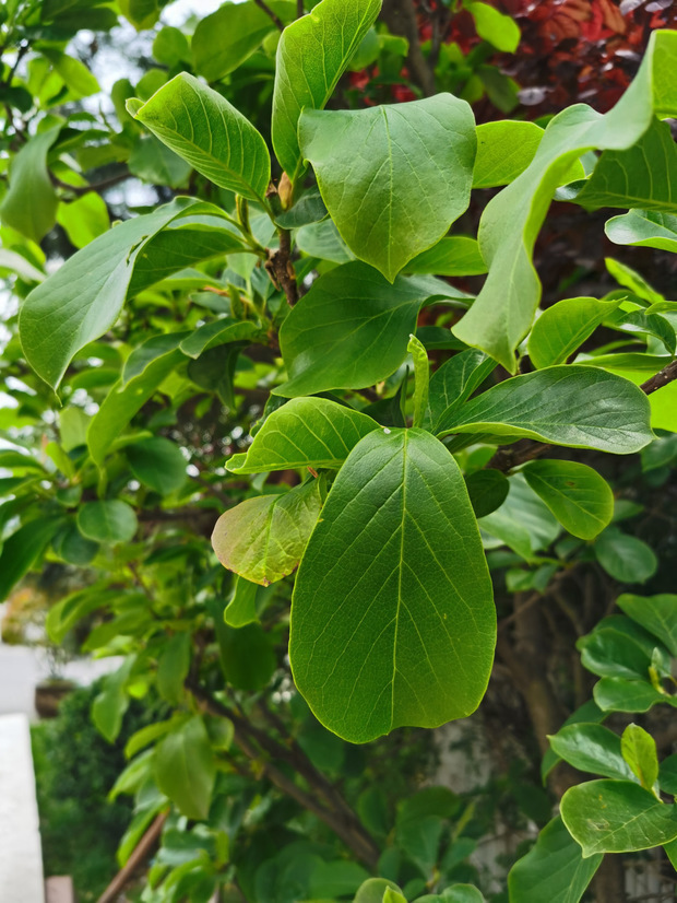 盆栽石榴换盆：专业园丁的换盆指南