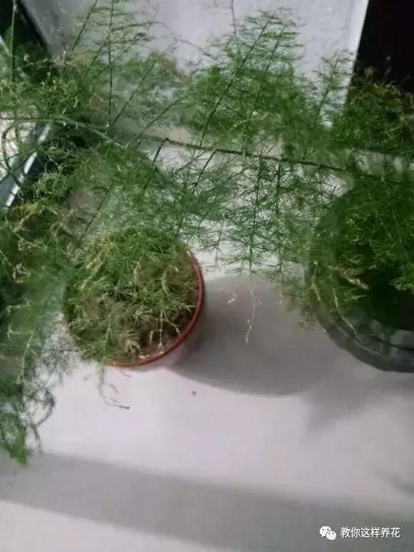金鱼草怎样扦插 - 植物养殖园丁指南