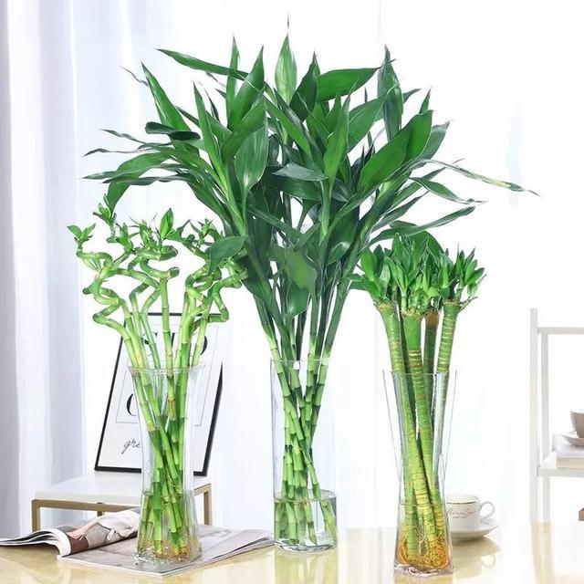 昙花的种植方法