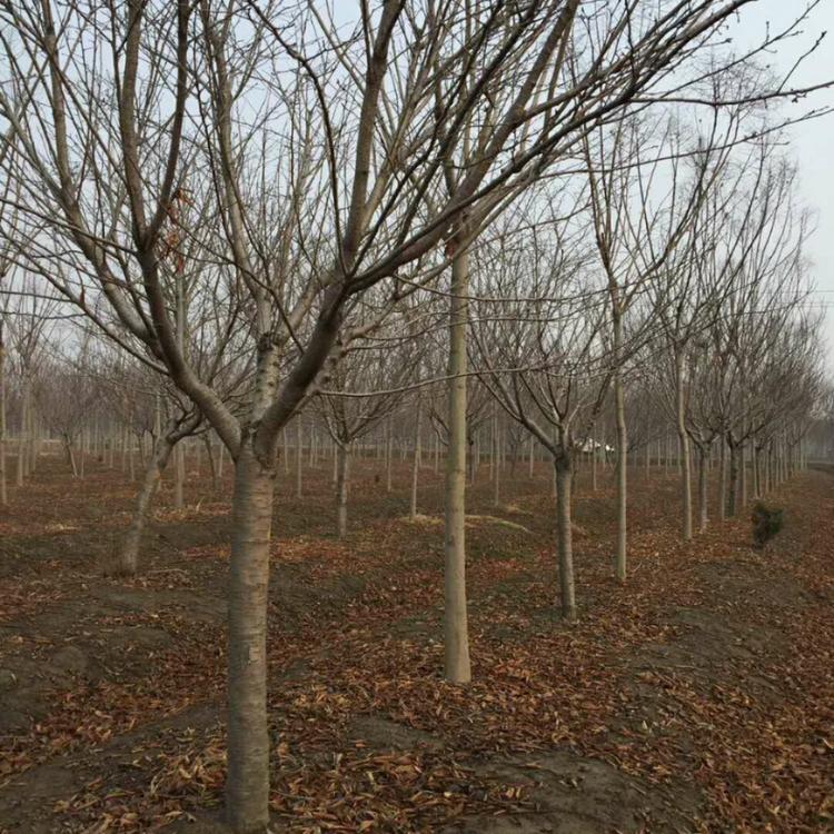 豆子的种植方法：从选种到收获的全面指南