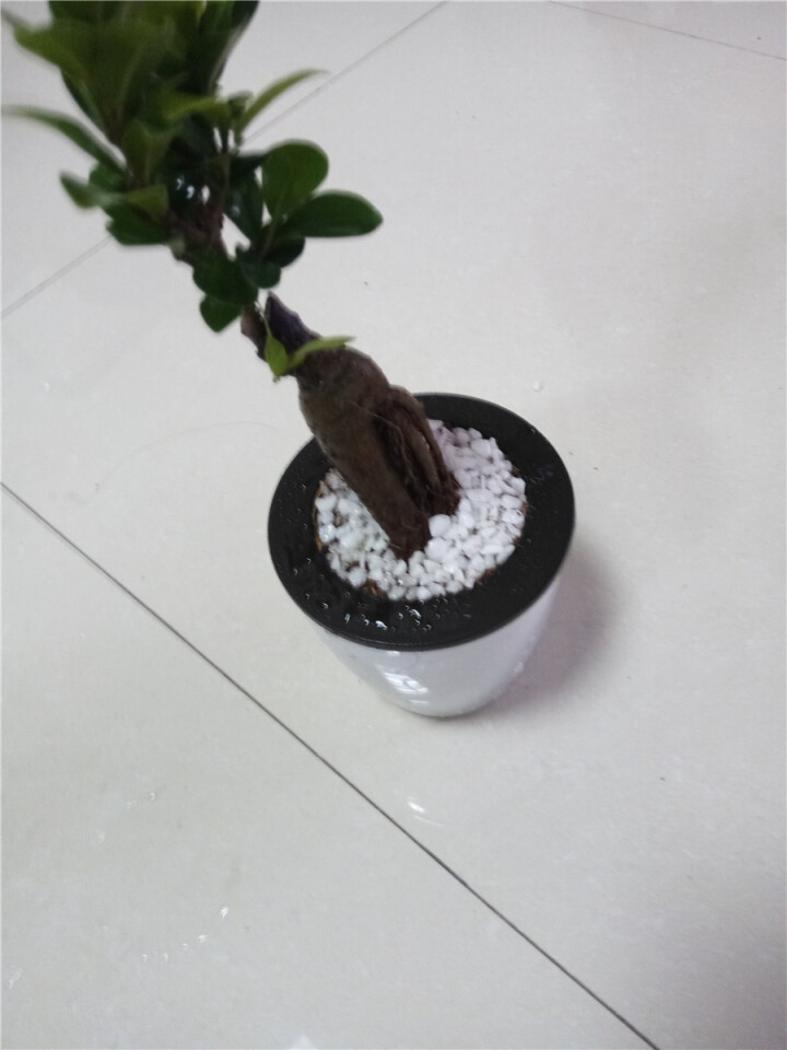 核桃种植方法：从选地到收获的全方位指南