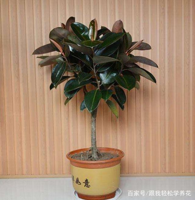 木槿扦插盆栽：掌握技巧，轻松繁殖美丽花卉