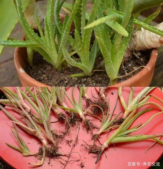向日葵传播种子的方法：揭秘自然的奇妙机制