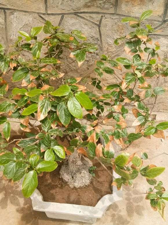 兰花培植方法：揭开花香四溢的秘密