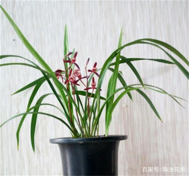 腊梅可以盆栽吗？腊梅盆栽养护指南