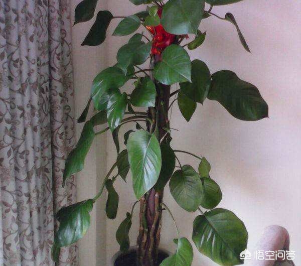 ### 菜豌豆的种植方法 ### 菜豌豆的种植方法