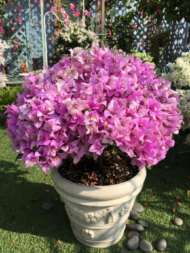 茄子如何种植方法：掌握技巧，丰收在望