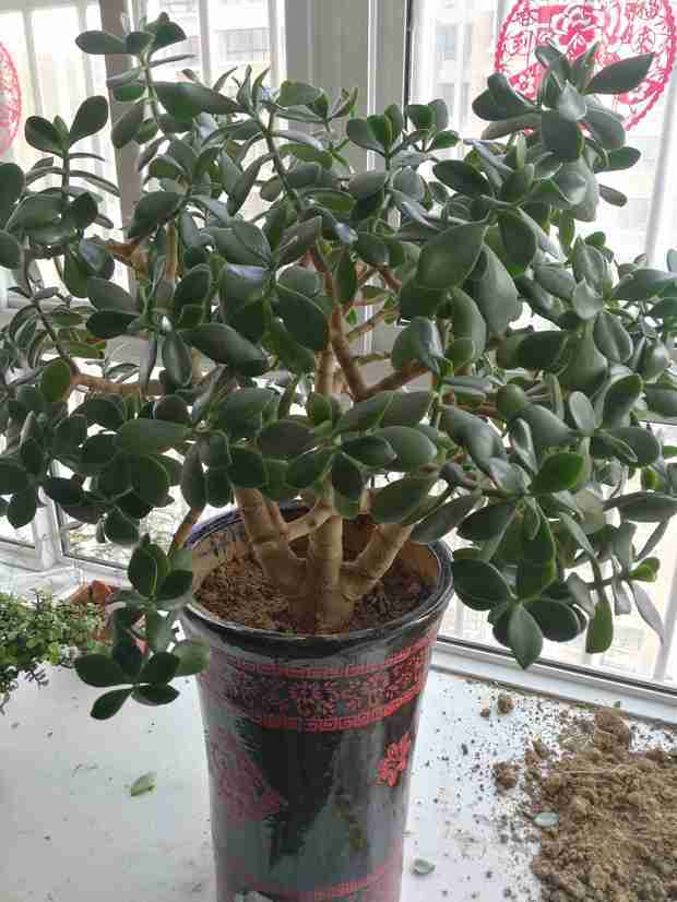 介壳虫防治方法：全面解析与应对策略