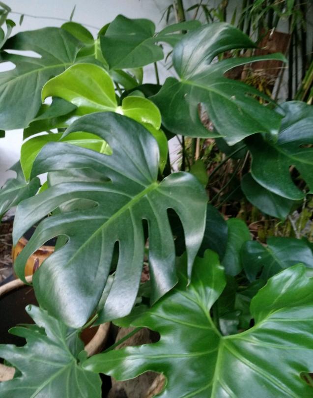 红薯的种植方法和时间