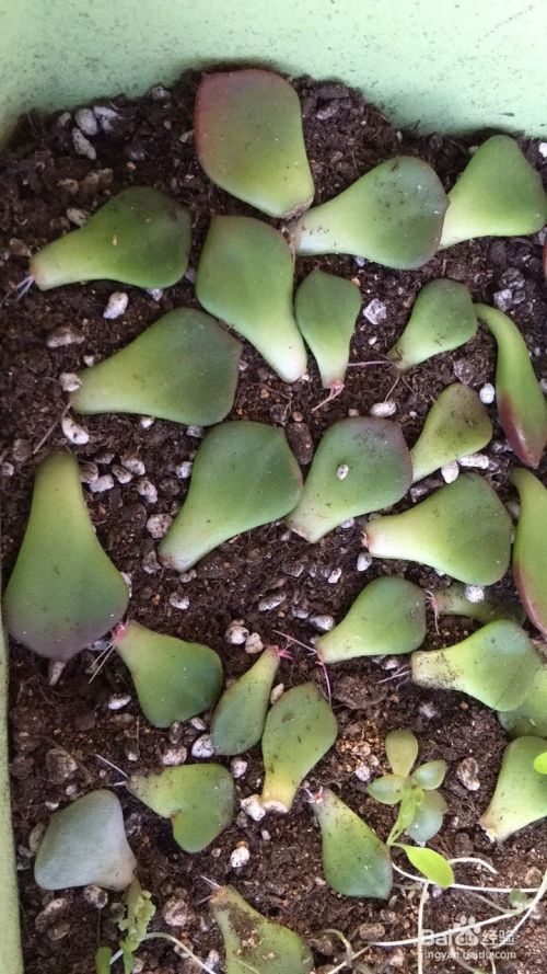 盆栽菠萝用什么土？掌握关键要点，养出健康菠萝